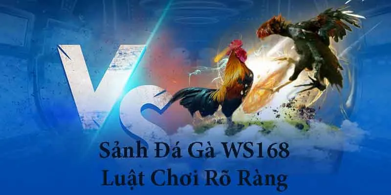 Sảnh chọi gà WS168 quy định luật chơi rõ ràng